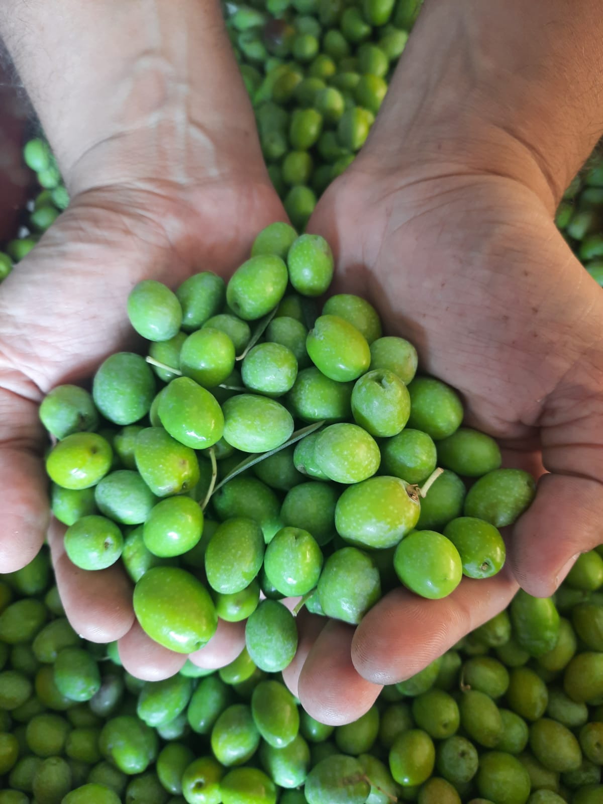 olive harvest Greece